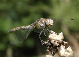 Sympetrum striolatum / Groe Heidelibelle / Familie: Segellibellen - Libellulidae / Heidelibellen - Sympetrinae