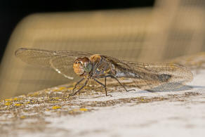 Sympetrum striolatum / Groe Heidelibelle / Familie: Segellibellen - Libellulidae / Heidelibellen - Sympetrinae