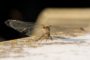 Sympetrum striolatum / Groe Heidelibelle / Familie: Segellibellen - Libellulidae / Heidelibellen - Sympetrinae