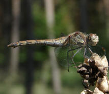 Sympetrum striolatum / Groe Heidelibelle / Familie: Segellibellen - Libellulidae / Heidelibellen - Sympetrinae