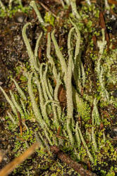 Cladonia coniocraea / Gewhnliche Sulenflechte / Cladoniaceae