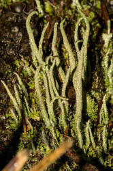Cladonia coniocraea / Gewhnliche Sulenflechte / Cladoniaceae