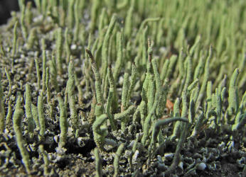 Cladonia coniocraea / Gewhnliche Sulenflechte / Cladoniaceae