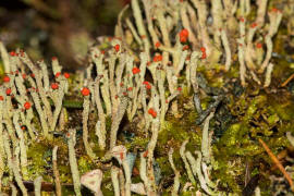 Cladonia macilenta / Rotfrchtige Sulenflechte / Cladoniaceae / Lichen