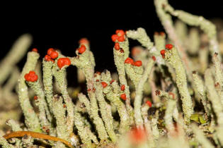 Cladonia macilenta / Rotfrchtige Sulenflechte / Cladoniaceae / Lichen