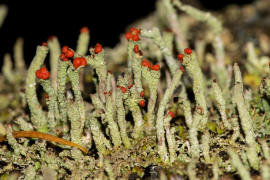 Cladonia macilenta / Rotfrchtige Sulenflechte / Cladoniaceae / Lichen