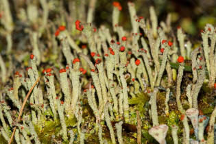 Cladonia macilenta / Rotfrchtige Sulenflechte / Cladoniaceae / Lichen