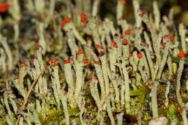 Cladonia macilenta / Rotfrchtige Sulenflechte / Cladoniaceae / Lichen