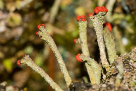 Cladonia macilenta / Rotfrchtige Sulenflechte / Cladoniaceae / Lichen