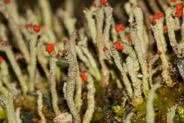 Cladonia macilenta / Rotfrchtige Sulenflechte / Cladoniaceae / Lichen