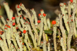 Cladonia macilenta / Rotfrchtige Sulenflechte / Cladoniaceae / Lichen