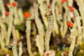 Cladonia macilenta / Rotfrchtige Sulenflechte / Cladoniaceae / Lichen