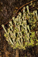 Cladonia pyxidata / Echte Becherflechte / Cladoniaceae