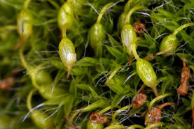 Grimmia pulvinata / Polster-Kissenmoos / Grimmiaceae / Bryophyta - Laubmoose