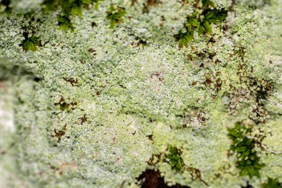 Lepraria incana / Lepraflechte / Stereocaulaceae / Lichen - Flechten