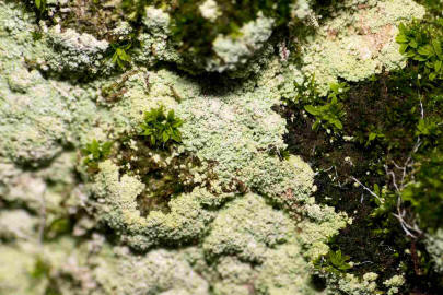 Lepraria incana / Lepraflechte / Stereocaulaceae / Lichen - Flechten