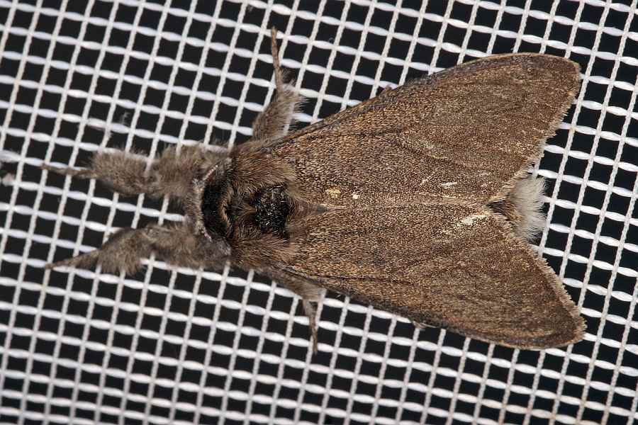 Calliteara pudibunda var. concolor / Buchen-Streckfuß / Nachtfalter - Eulenfalter - Noctuidae / Unterfamilie: Trägspinner - Lymantriinae