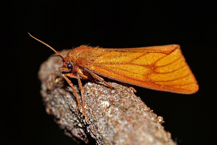 Diacrisia sannio / Rotrand-Bär / Rotrandbär / Nachtfalter - Bärenspinner - Arctiidae - Arctiinae