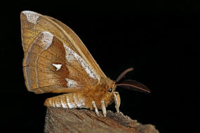 Aglia tau / Nagelfleck / Nachtfalter - Pfauenspinner - Saturniidae