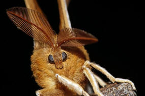 Aglia tau / Nagelfleck / Nachtfalter - Pfauenspinner - Saturniidae