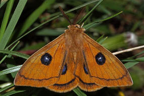 Aglia tau / Nagelfleck / Nachtfalter - Pfauenspinner - Saturniidae