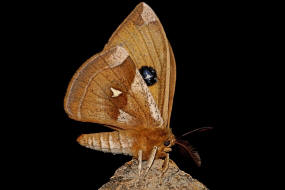 Aglia tau / Nagelfleck / Nachtfalter - Pfauenspinner - Saturniidae