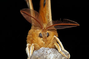 Aglia tau / Nagelfleck / Nachtfalter - Pfauenspinner - Saturniidae