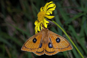 Aglia tau / Nagelfleck / Nachtfalter - Pfauenspinner - Saturniidae