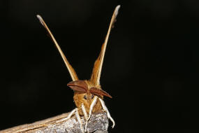 Aglia tau / Nagelfleck / Nachtfalter - Pfauenspinner - Saturniidae