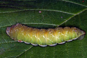 Aglia tau / Nagelfleck / Nachtfalter - Pfauenspinner - Saturniidae