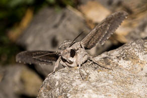 Agrius convolvuli / Windenschwrmer / Nachtfalter - Schwrmer - Sphingidae - Sphinginae