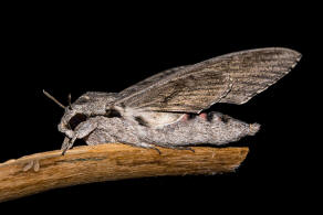 Agrius convolvuli / Windenschwrmer / Nachtfalter - Schwrmer - Sphingidae - Sphinginae