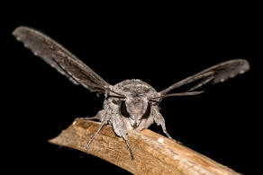 Agrius convolvuli / Windenschwrmer / Nachtfalter - Schwrmer - Sphingidae - Sphinginae