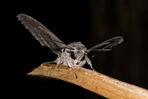 Agrius convolvuli / Windenschwrmer / Nachtfalter - Schwrmer - Sphingidae - Sphinginae