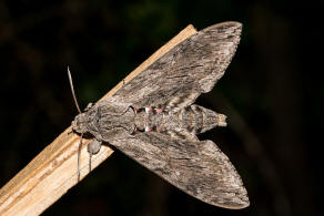 Agrius convolvuli / Windenschwrmer / Nachtfalter - Schwrmer - Sphingidae - Sphinginae