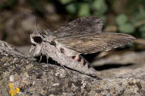 Agrius convolvuli / Windenschwrmer / Nachtfalter - Schwrmer - Sphingidae - Sphinginae