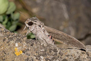 Agrius convolvuli / Windenschwrmer / Nachtfalter - Schwrmer - Sphingidae - Sphinginae