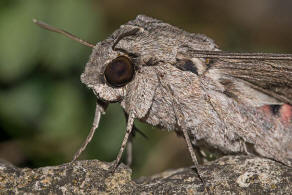 Agrius convolvuli / Windenschwrmer / Nachtfalter - Schwrmer - Sphingidae - Sphinginae