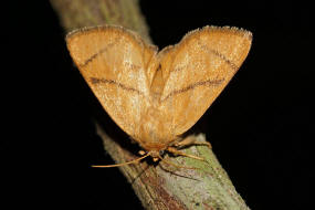 Apoda limacodes / Groer Schneckenspinner / Nachtfalter - Schneckenspinner - Asselspinner - Limacodidae