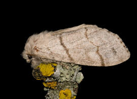 Calliteara pudibunda / Buchen-Streckfu / Nachtfalter - Eulenfalter - Noctuidae / Unterfamilie: Trgspinner - Lymantriinae