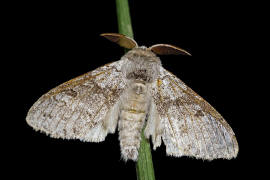 Calliteara pudibunda / Buchen-Streckfu / Nachtfalter - Eulenfalter - Noctuidae / Unterfamilie: Trgspinner - Lymantriinae