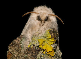 Calliteara pudibunda / Buchen-Streckfu / Nachtfalter - Eulenfalter - Noctuidae / Unterfamilie: Trgspinner - Lymantriinae