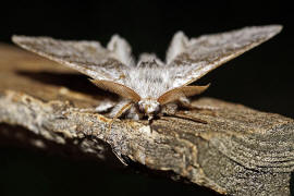 Calliteara pudibunda / Buchen-Streckfu / Nachtfalter - Eulenfalter - Noctuidae / Unterfamilie: Trgspinner - Lymantriinae