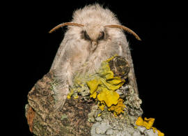 Calliteara pudibunda / Buchen-Streckfu / Nachtfalter - Eulenfalter - Noctuidae / Unterfamilie: Trgspinner - Lymantriinae