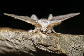 Calliteara pudibunda / Buchen-Streckfu / Nachtfalter - Eulenfalter - Noctuidae / Unterfamilie: Trgspinner - Lymantriinae