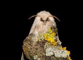 Calliteara pudibunda / Buchen-Streckfu / Nachtfalter - Eulenfalter - Noctuidae / Unterfamilie: Trgspinner - Lymantriinae