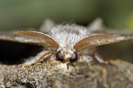 Calliteara pudibunda / Buchen-Streckfu / Nachtfalter - Eulenfalter - Noctuidae / Unterfamilie: Trgspinner - Lymantriinae