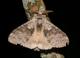 Calliteara pudibunda / Buchen-Streckfu / Nachtfalter - Eulenfalter - Noctuidae / Unterfamilie: Trgspinner - Lymantriinae