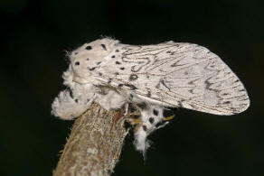 Cerura erminea / Hermelinspinner / Weier Gabelschwanz / Nachtfalter - Zahnspinner - Notodontidae - Notodontinae