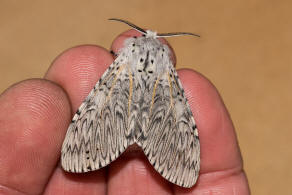 Cerura vinula / Groer Gabelschwanz / Nachtfalter - Zahnspinner - Notodontidae - Notodontinae